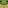 Cold Frog Head